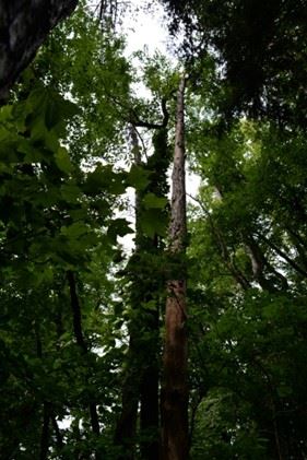 Tree Snags and Rotting Logs 1