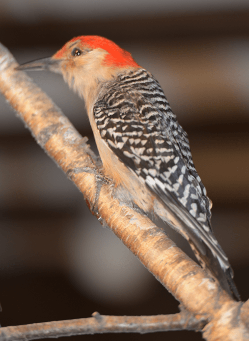 Birds of Landis Woods