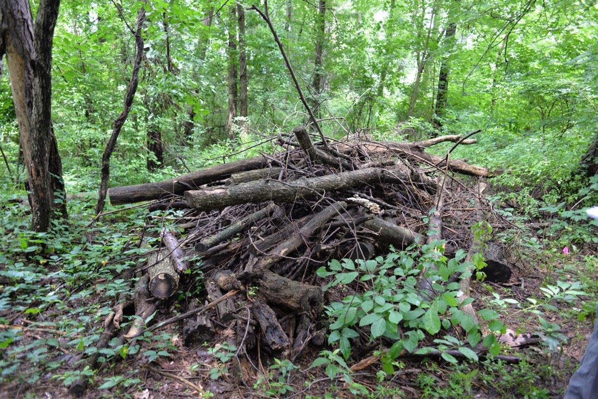 Tree Snags and Rotting Logs